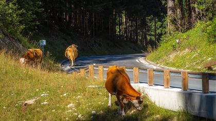 kaernten Galerie - a 29